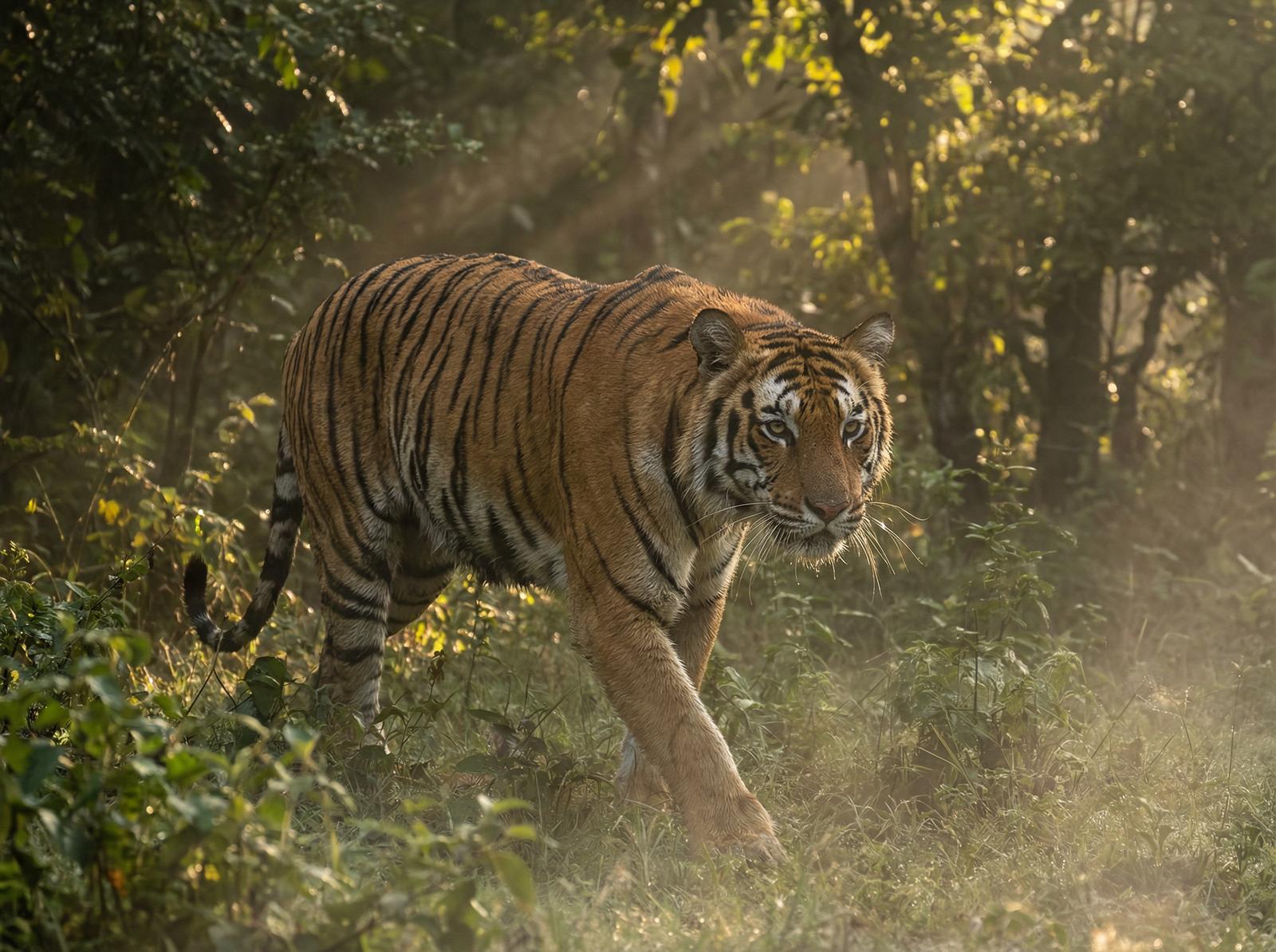 麻豆视频老虎丛林视频